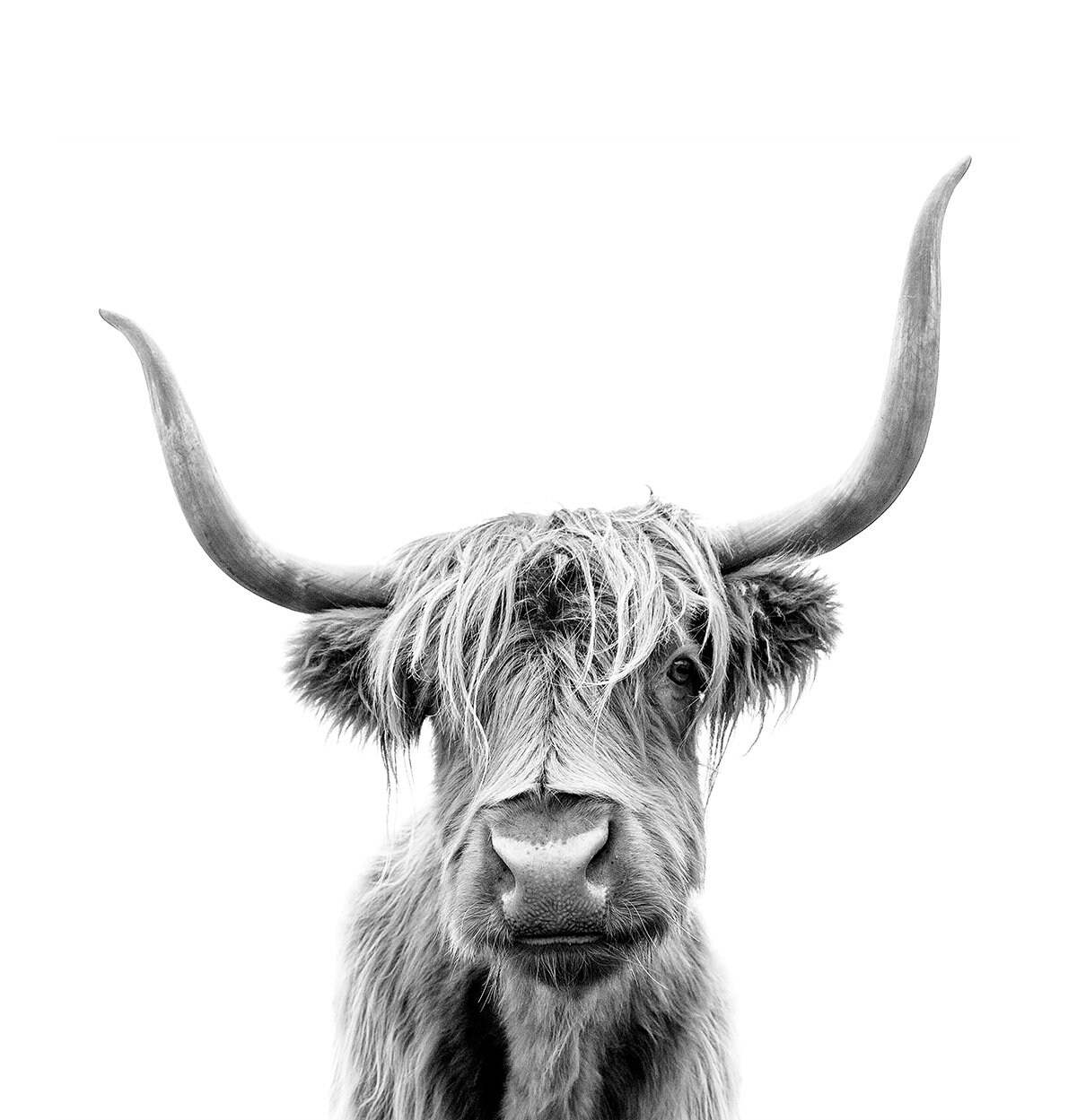 Highland Cow Shower Curtain | Animal Lover, Black and White Shower Curtain, Nature Shower Curtain - Image 3