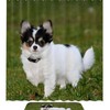 Adorable Dog Pattern Shower Curtain - Waterproof Bathroom Decor