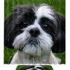 Adorable Shih Tzu Dog Puppy Waterproof Shower Curtain for Bathroom Curtain