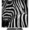 Animal Black And White Zebras Waterproof Shower Curtain Fabric