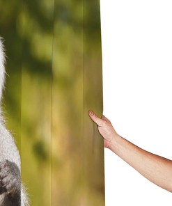 Bathing Baboon Monkey Shower Curtain - A Playful Twist In Your Bathroom