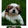 Bathroom Decor with Cute Shih Tzu Dog Puppy Waterproof Shower Curtain for Dog Lovers