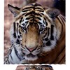 Beautiful Asian Tiger Print Shower Curtain For Bathroom