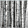 Beautiful Birch Vintage Shower Curtain by Kikkerland