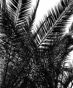 Beautiful Black and White Palm Leaves Decor Shower Curtain for a Relaxing and Tropical Bathroom