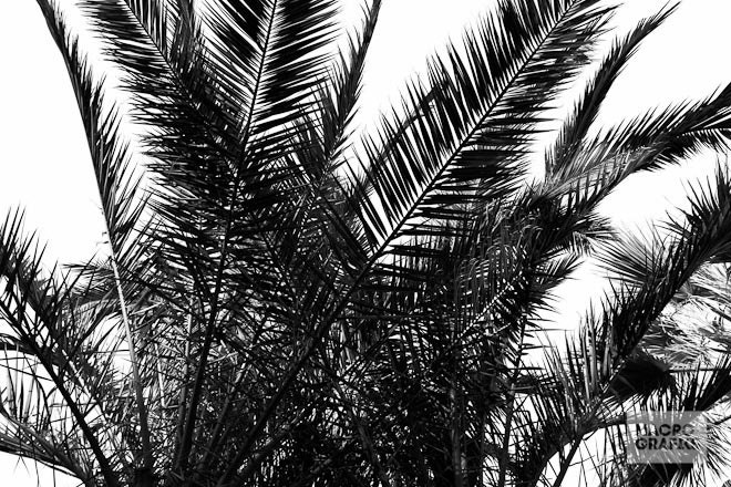 Beautiful Black and White Palm Leaves Decor Shower Curtain for a Relaxing and Tropical Bathroom