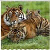 Beautiful Tiger Theme Safari Animal Shower Curtain for Wildlife Enthusiasts