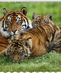 Beautiful Tiger Theme Safari Animal Shower Curtain for Wildlife Enthusiasts