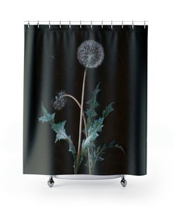 Black Minimalism Plant Dandelion 1755 Painting Botanical Shower Curtain
