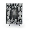 Black and White Seashells Shells Natural Illustration Beach Shower Curtain
