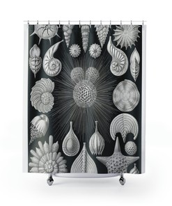 Black and White Seashells Shells Natural Illustration Beach Shower Curtain