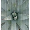 Bloom Flower Shower Curtain | Tropical Plants Succulents Green Cactus Washable Bath Decor
