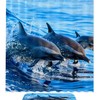 Blue Dolphin Beach Shower Curtain, Waterproof Fabric For Marine Life Bathroom Decor