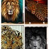 Bright Leopard Lion Shower Curtain, Bold Bathroom Decor