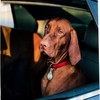 Brown Funny Dog Shower Curtain - Dog Sits in Car Theme - Waterproof Washable Bathroom Decor