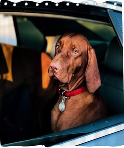 Brown Funny Dog Shower Curtain - Dog Sits in Car Theme - Waterproof Washable Bathroom Decor