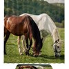 Brown White Horse Shower Curtain Mat For Bathroom Decor