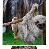 Cartoon Sloth Bathroom Shower Curtain, Adorable and Quirky Bathroom Decor 