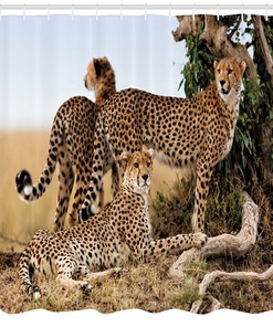 Cheetahs Print Shower Curtain - Safari Animal Bathroom Decor