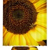 Collecting Honey Bee Print Bathroom Decor Shower Curtain Memory Foam Waterproof Fabric