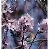 Colorful Nature Painting Fabric Shower Curtain for a Relaxing Bathroom Experience