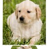 Cute Dog Shower Curtain - Colorful Bathroom Decor