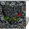 Cute Heart And Rose Print Shower Curtain For Romantic Bath