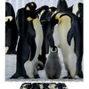 Cute Penguin Print Shower Curtain, Waterproof Bathroom Curtain