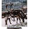 Deer Print Shower Curtain - Simple And Minimalistic Design For A Modern Bathroom