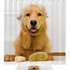 Dog Ready To Take A Bath Shower Curtain - Waterproof Bathroom Curtain