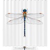 Dragonfly Print Shower Curtain To Add A Pop Of Color To Your Bathroom