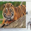 Dramatic Tiger Crouching on Rock Shower Curtain for Your Bathroom