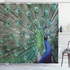Elegant Peacock Feather Shower Curtain, Displaying Majestic Feathers Picture With Open Wings