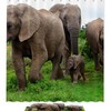 Elephant Africa Animal Shower Curtain For Nature-Inspired Bathroom Decor