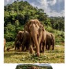 Elephant Africa Waterproof Shower Curtain For Adventure Bathroom Decor