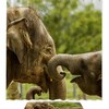 Elephant Design Bathroom Curtain, Water-Resistant Shower Accessory 