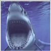 Fabric Shower Curtain with Shark Teeth Print Design for Your Bathroom