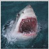 Fashionable Gray Great White Shark Shower Curtain For Bathroom Decor