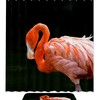 Flamingo Head Down Kids Bathroom Shower Curtain - Cute And Charming Design