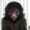 Fun Monkey Fabric Shower Curtain With Wildlife Fluffy Cute Look Fur Big Eye Head Nature Zoo Theme