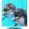 Fun and Colorful Laughing Dolphins Shower Curtain for Bathroom