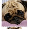 Funny Pug Puppy Dog Waterproof Shower Curtain For Bathroom