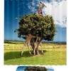 Giraffe Tree Photo Print Shower Curtain With Microfiber Accents, Machine Washable