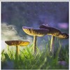 Glowing Mushrooms Shower Curtain Fabric Bath Curtain Decoration