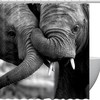 Grey Elephant Shower Curtain with a Modern Touch