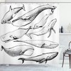 Hand Drawn Single Whale Print Animal Shower Curtain For Bathroom