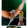 Hummingbird Animal Printed Bathroom Tub Set With Waterproof Fabric Shower Curtain