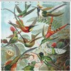 Hummingbird Pattern Printed Waterproof Shower Curtain For Bathroom