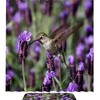 Lavender Hummingbird Vintage Shower Curtain Liner, Fabric Bathroom Decor