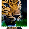 Leopard Print Animal Shower Curtain Waterproof Fabric For Bathroom